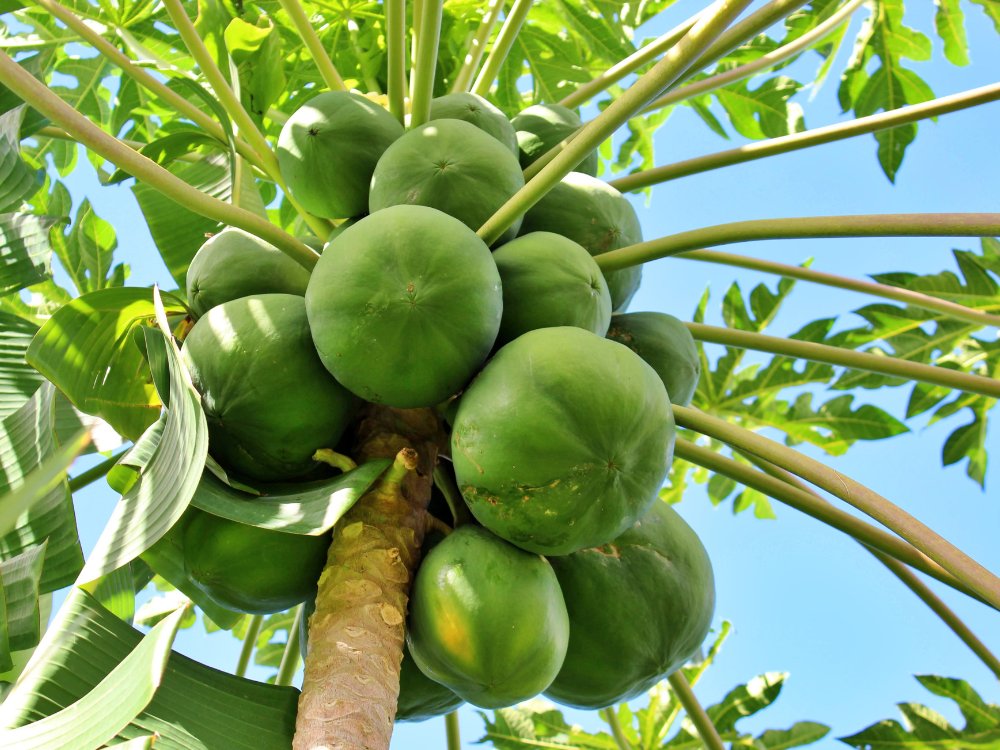 Fresh Fruits - Pawpaw