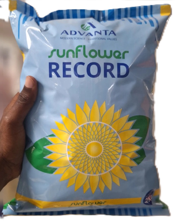 Certified Sunflower Seeds
