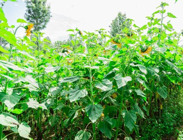 Sustainable Farming